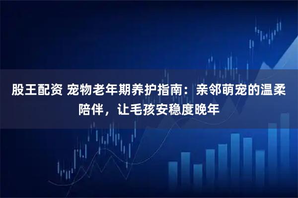 股王配资 宠物老年期养护指南：亲邻萌宠的温柔陪伴，让毛孩安稳度晚年